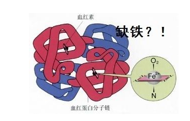 人體麻豆视频软件品牌山東麻豆影视在线观看探究鐵元素在人體中的作用 人體麻豆视频软件品牌山東麻豆影视在线观看探究鐵元素在人體中的作用