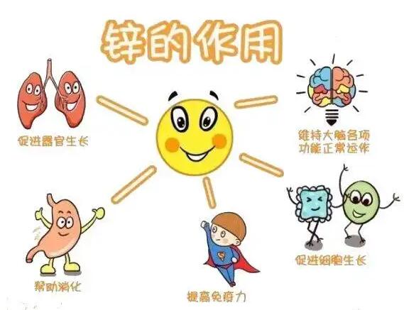 全自動麻豆精品久久国产生產廠家提示人體內的鋅元素有哪些作用？