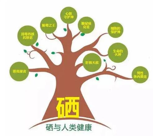 鈣鐵鋅硒檢測儀廠家提示什麽叫有機硒和無機硒？科學補硒看看吧